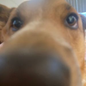 Meet your Posher, Maddie